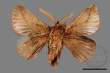 ǦW:Euthrix sp.