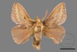 ǦW:Euthrix nigropuncta