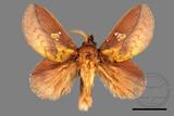 ǦW:Euthrix laeta