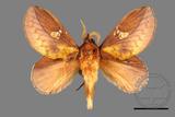 ǦW:Euthrix laeta