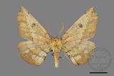 ǦW:Acrodontis aenigma