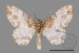 ǦW:Deileptenia rimosaria