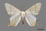 ǦW:Ourapteryx yerburii virescens