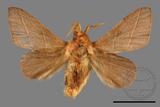 ǦW:Syrastrena sumatrana obliquilinea