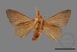 ǦW:Syrastrena sumatrana obliquilinea