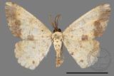 ǦW:Lophobates ochrolaria