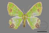 ǦW:Agathia lycaenaria