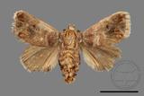 ǦW:Phlossa conjuncta