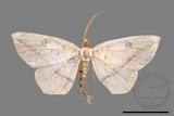 ǦW:Entomopteryx rubridisca