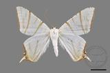 ǦW:Ourapteryx clara formosana