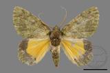 ǦW:Dindica polyphaenaris