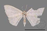 ǦW:Scopula sp.