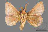 ǦW:Euthrix nigropuncta