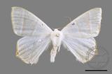 ǦW:Ourapteryx caecata