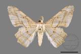 ǦW:Trigonoptila pallida