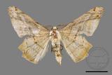 ǦW:Trigonoptila pallida