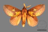 ǦW:Euthrix laeta