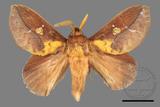 ǦW:Euthrix laeta