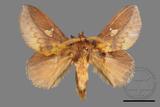 ǦW:Euthrix laeta