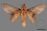 ǦW:Gastropacha pardalis formosana