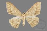 ǦW:Luxiaria mitorrhaphes