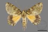 ǦW:Dindica polyphaenaris