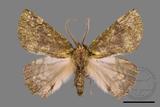 ǦW:Dindica polyphaenaris