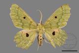 ǦW:Chlorodontopera discospilata