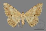 ǦW:Luxiaria costinota