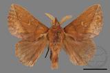 ǦW:Euthrix sp.