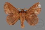 ǦW:Euthrix sp.