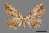 ǦW:Menophra anaplagiata