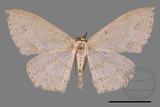 ǦW:Scopula formosana