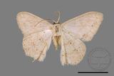 ǦW:Luxiaria mitorrhaphes