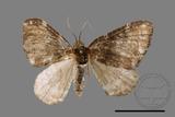 ǦW:Melanthia catenaria mesozona