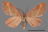 ǦW:Hypochrosis insularis