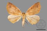 ǦW:Psyra spurcataria