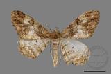 ǦW:Alcis admissaria undularia