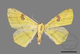 ǦW:Opisthograptis punctilineata