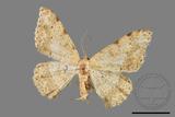 ǦW:Luxiaria costinota