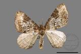 ǦW:Melanthia catenaria mesozona