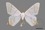 ǦW:Ourapteryx yerburii virescens