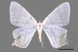 ǦW:Ourapteryx similaria horishana