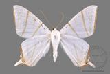 ǦW:Ourapteryx clara formosana