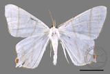 ǦW:Ourapteryx similaria horishana