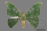 ǦW:Tanaorhinus viridiluteatus