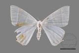 ǦW:Ourapteryx caecata