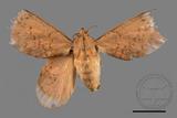 ǦW:Gastropacha pardalis formosana