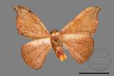 ǦW:Oreta brunnea