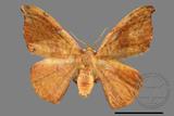 ǦW:Oreta brunnea